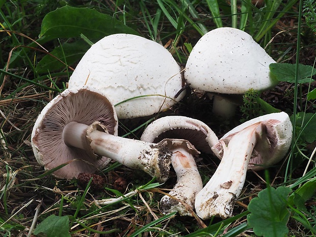 pečiarka hájová Agaricus sylvicola (Vittad.) Peck