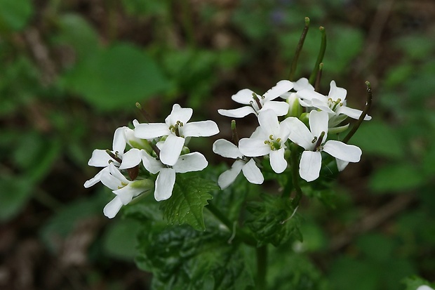 cesnačka lekárska Alliaria petiolata (M. Bieb.) Cavara et Grande