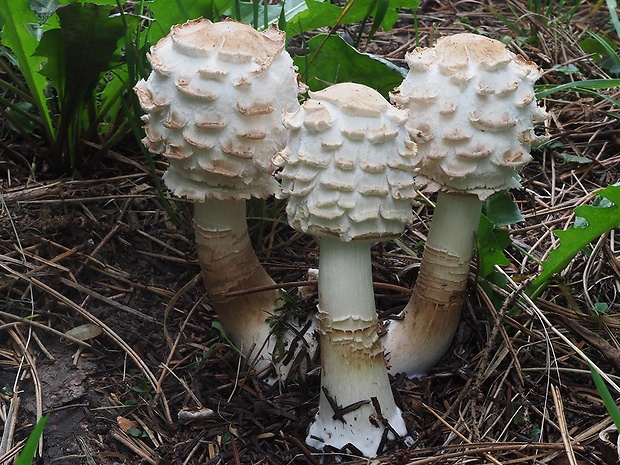 bedľa červenejúca Chlorophyllum rachodes (Vittad.) Vellinga