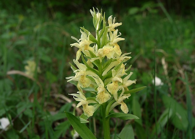 vstavačovec bazový Dactylorhiza sambucina (L.) Soó