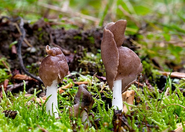 chriapač hnedobiely Helvella albella Quél.