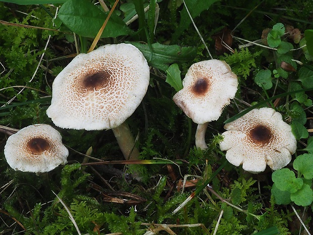 bedlička páchnúca Lepiota cristata Barla