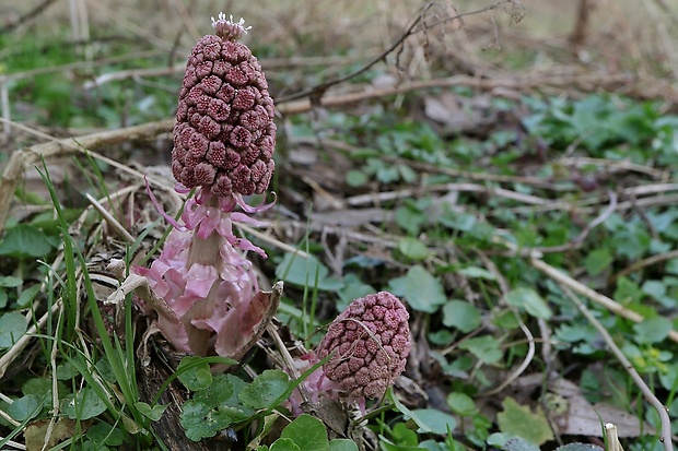 deväťsil lekársky Petasites hybridus (L.) P. Gaertn., B. Mey. et Scherb.