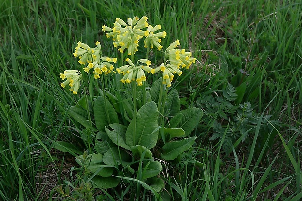 prvosienka jarná Primula veris L.