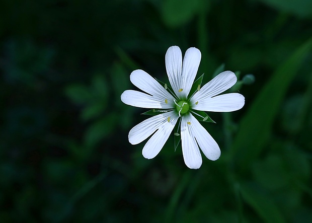 hviezdica veľkokvetá Stellaria holostea L.