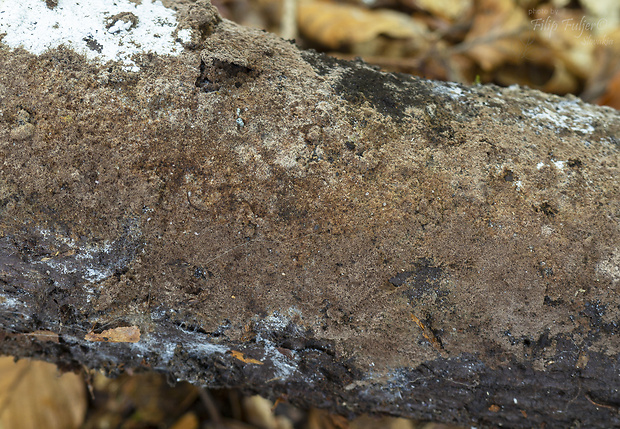 Thelephora lapida (Pers.) Kõljalg, I. Saar & Svantesson