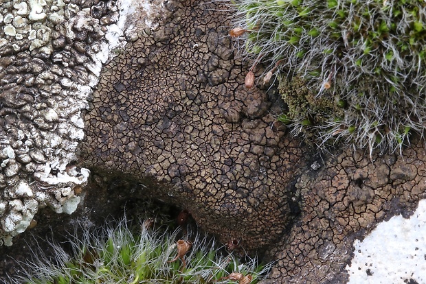 bradavnica černastá Verrucaria nigrescens f. nigrescens Pers.