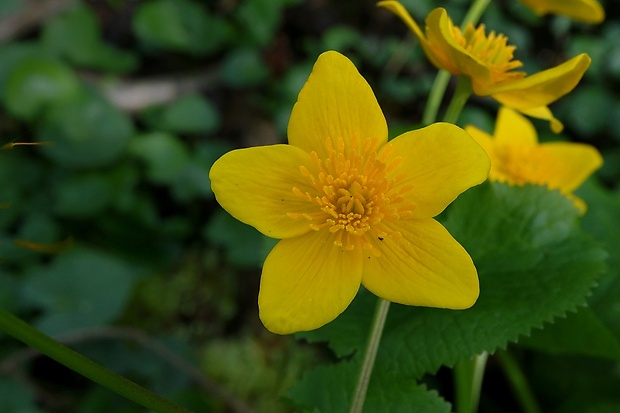 záružlie močiarne Caltha palustris L.