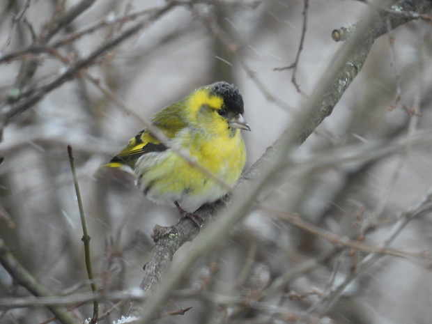 stehlík čížavý Carduelis spinus