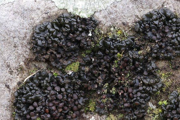 koléma tuhá Collema tenax var. tenax (Sw.) Ach.