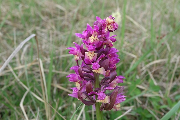 vstavačovec bazový Dactylorhiza sambucina (L.) Soó