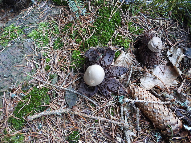 hviezdovka Geastrum sp.