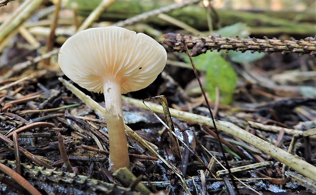 šťavnačka mrazová Hygrophorus hypothejus (Fr.) Fr.