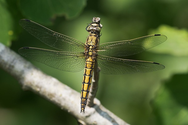 vážka rybničná -samica Orthetrum cancellatum