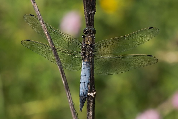 vážka rybničná - samec Orthetrum cancellatum