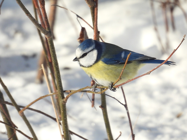 sýkorka belasá Parus caeruleus