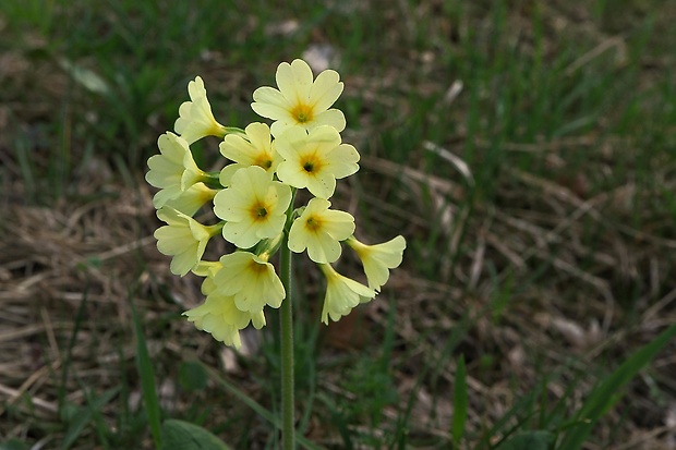 prvosienka vyššia Primula elatior (L.) L.