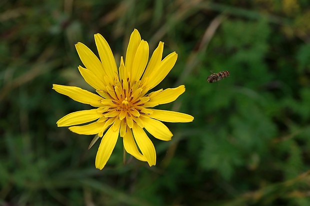 kozobrada lúčna Tragopogon pratensis L.