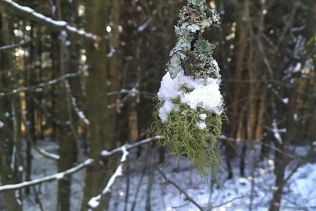 bradatec Usnea sp.