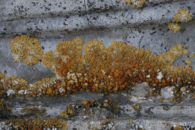 krásnica žltá Calogaya decipiens (Arnold) Arup, Frödén & Søchting