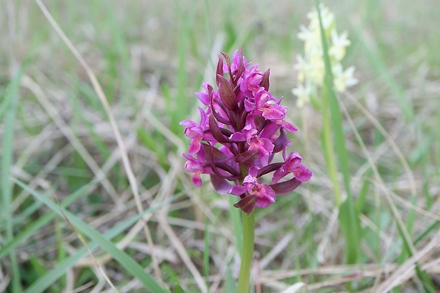 vstavačovec bazový Dactylorhiza sambucina (L.) Soó