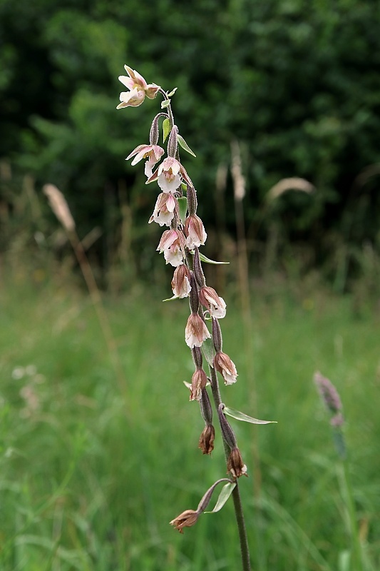 kruštík močiarny Epipactis palustris (L.) Crantz