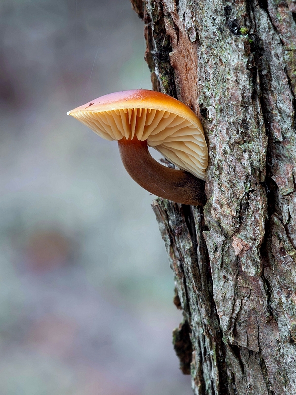 plamienka Flammulina sp.