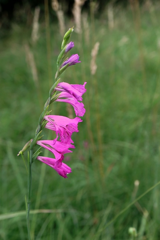 mečík škridlicovitý Gladiolus imbricatus L.