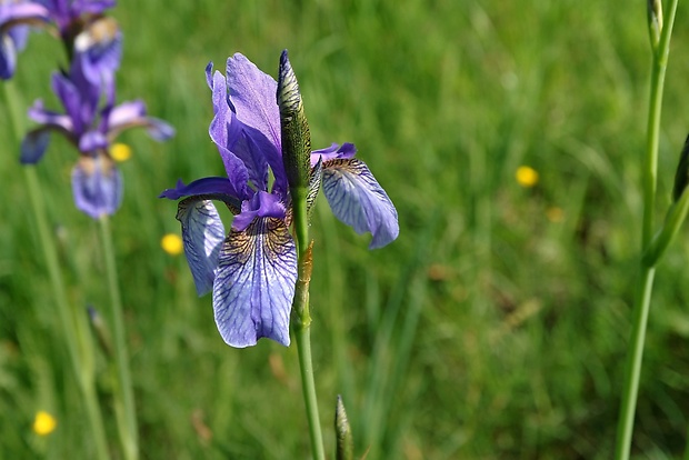 kosatec sibírsky Iris sibirica L.