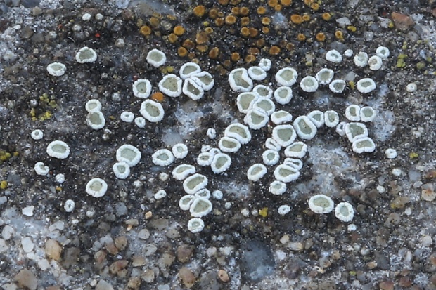 lekanora Lecanora sp.