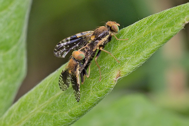 vrtivka - kopulácia Xyphosia laticauda