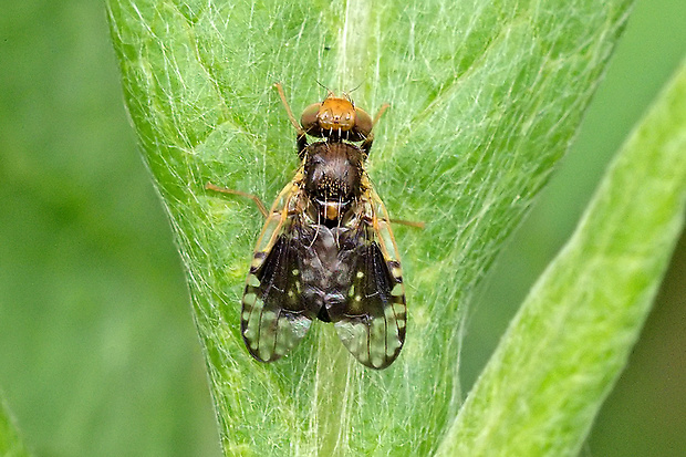 vrtivka Xyphosia laticauda