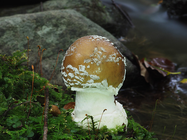 muchotrávka porfýrovosivá Amanita porphyria Alb. & Schwein.