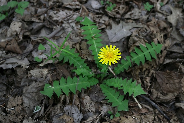 razivka smradľavá Aposeris foetida (L.) Less.