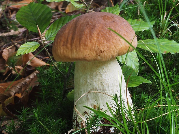 hríb smrekový Boletus edulis Bull.