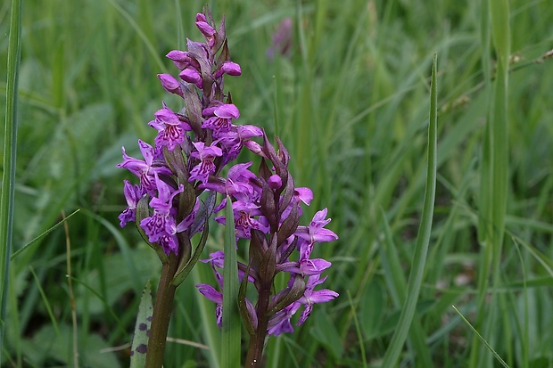 vstavačovec májový pravý Dactylorhiza majalis subsp. majalis (Reincherb.) Hunt & Summerh.