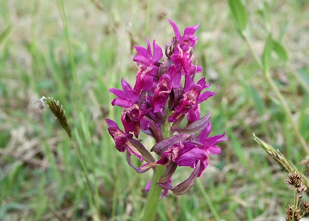 vstavačovec bazový Dactylorhiza sambucina (L.) Soó