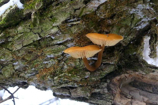 plamienka Flammulina sp.