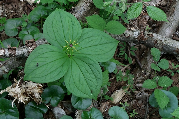 vranovec štvorlistý Paris quadrifolia L.