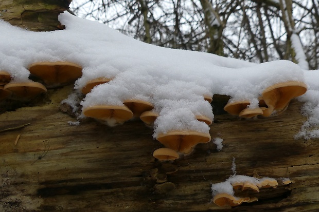 hlivník hniezdovitý Phyllotopsis nidulans (Pers.) Singer