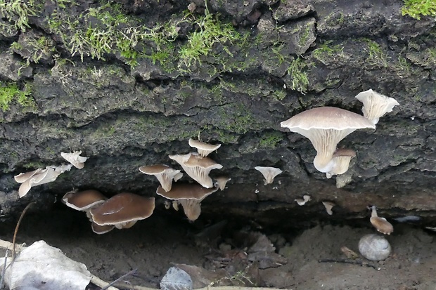 hliva ustricovitá Pleurotus ostreatus (Jacq.) P. Kumm.