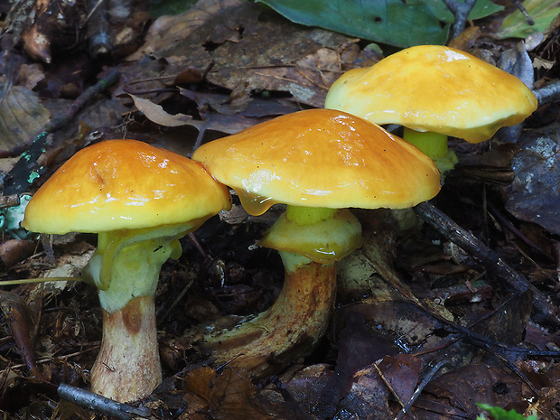 masliak smrekovcový Suillus grevillei (Klotzsch) Singer