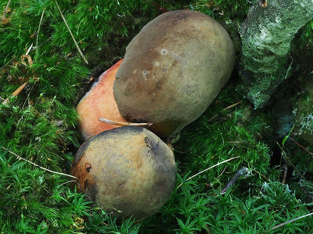 hríb zrnitohlúbikový Sutorius luridiformis (Rostk.) G. Wu & Zhu L. Yang