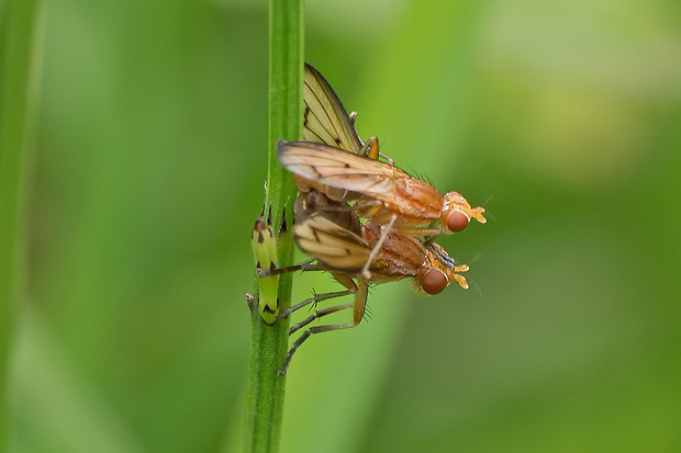 vrtivka - kopulácia Tetanocera elata