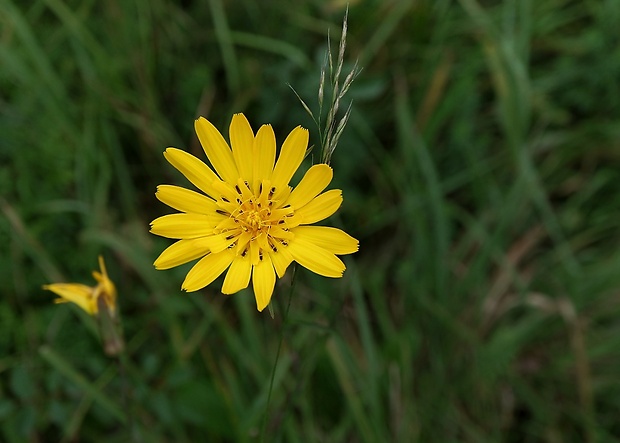 kozobrada lúčna Tragopogon pratensis L.