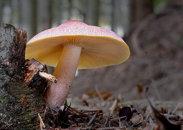 čírovec červenožltý Tricholomopsis rutilans (Schaeff.) Singer