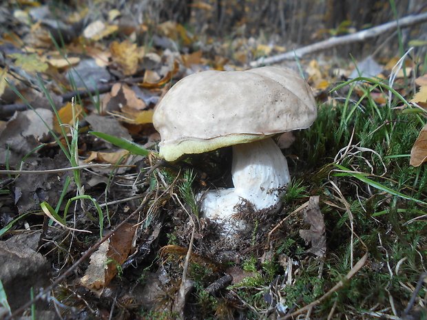 hríb smrekový Boletus edulis Bull.