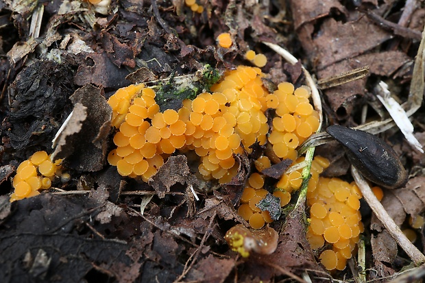 vláknohlivka Byssonectria sp.