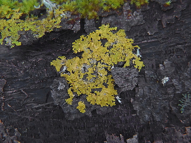 svietivec drobnučký Candelaria concolor (Dicks.) Arnold