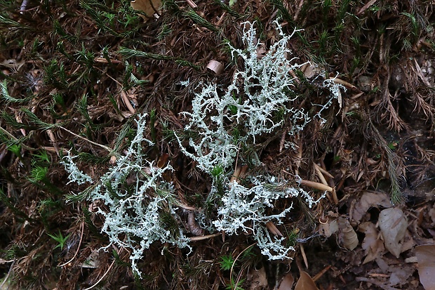 dutohlávka vidlicovitá Cladonia furcata subsp. furcata (Huds.) Schrad.